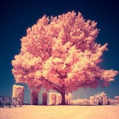 心灵是一棵开花的树