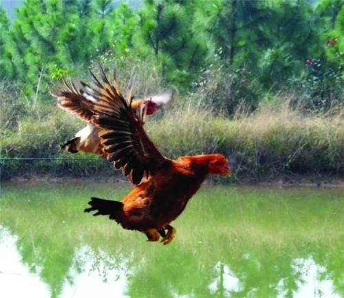 飞鸡