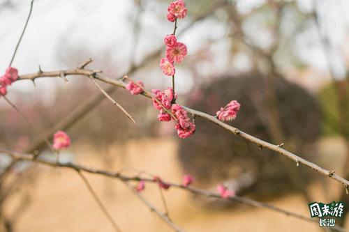 远处的梅花