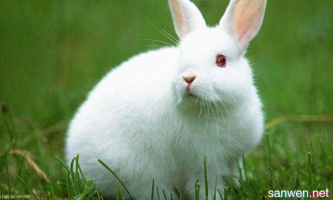我最喜欢的兔子