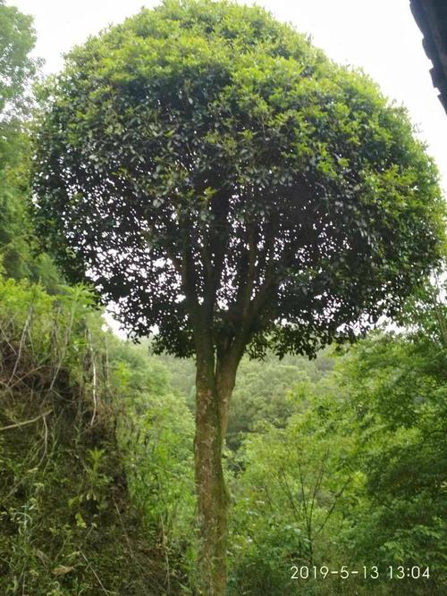 我爱那桂花树