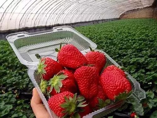 摘草莓的乐趣