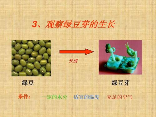 观察绿豆的生长过程