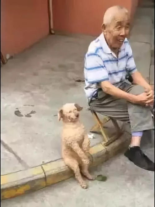 爱狗的爷爷