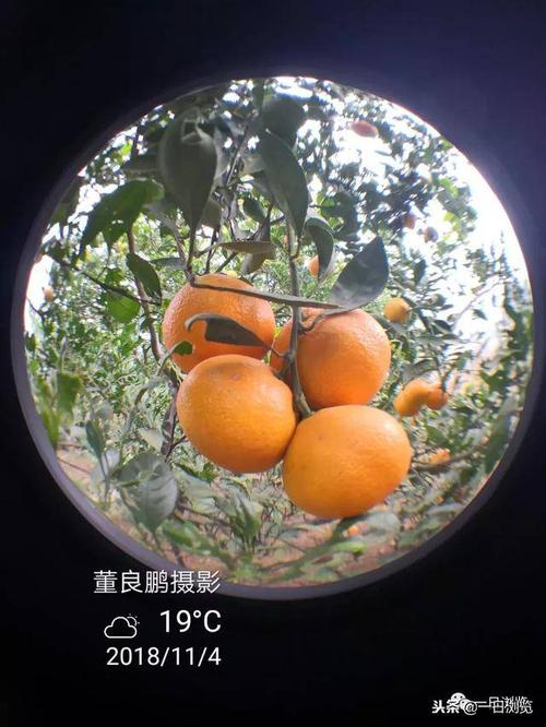 九里湾采摘橘子