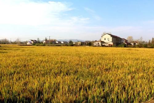 我故乡的稻田