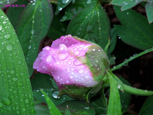 春雨的痕迹