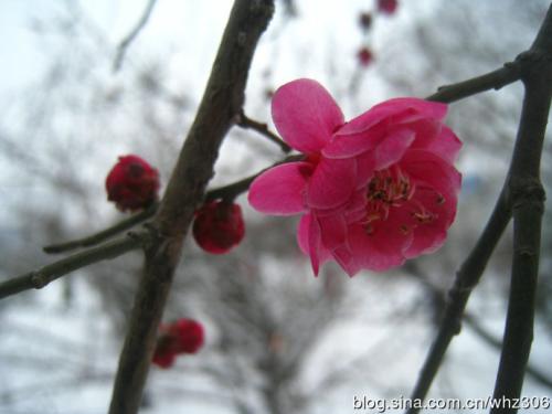 丽春的雪