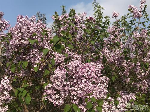 装满丁香花的校园淘气包张明