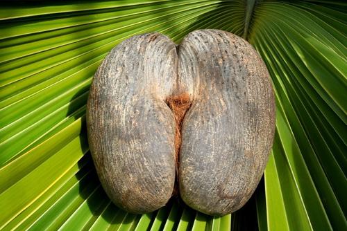 椰子种子的旅行