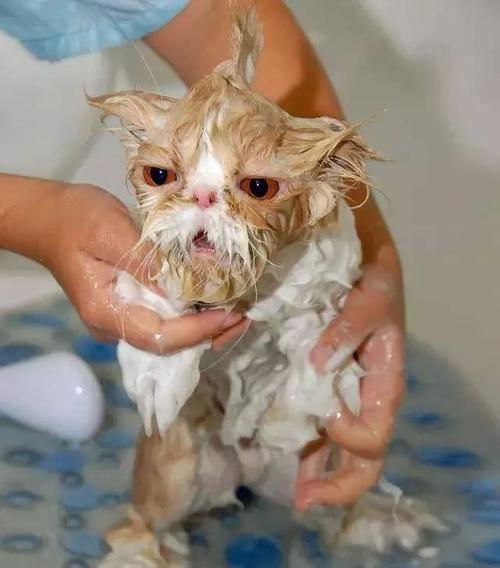 沐浴猫