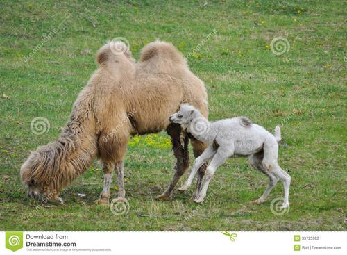 小骆驼和小红马
