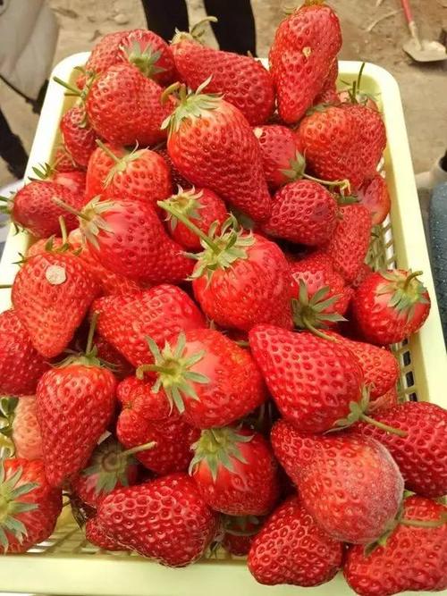 摘草莓_800字