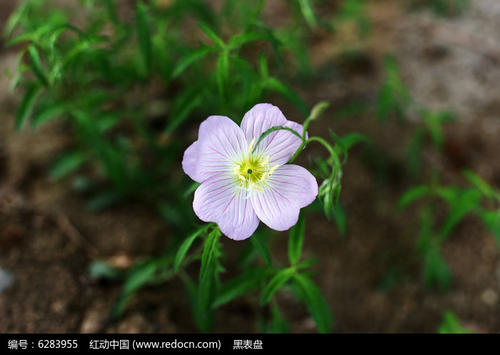 一朵美丽的花