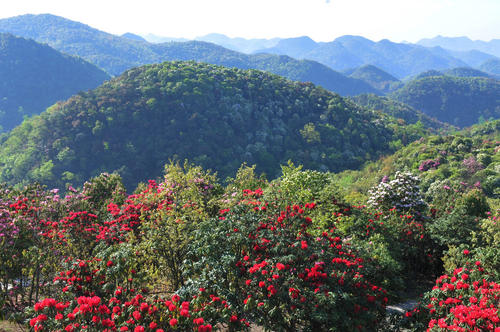 陵上杜鹃花