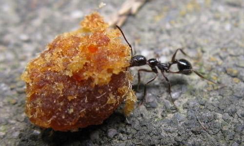 观察蚂蚁携带食物的日记