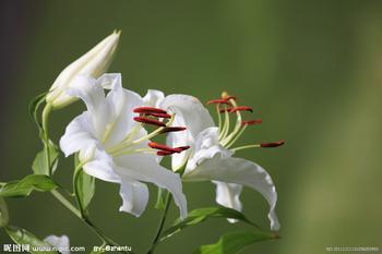 我想知道是否有花