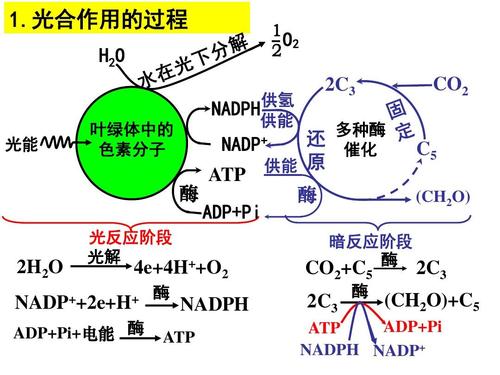 谁是最重要的