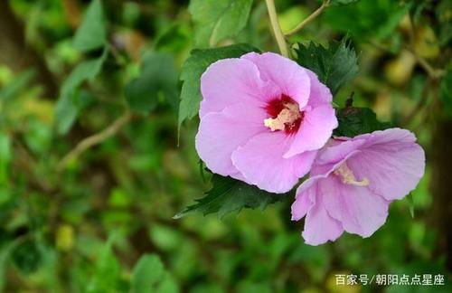 眼泪浸满鲜花的日子