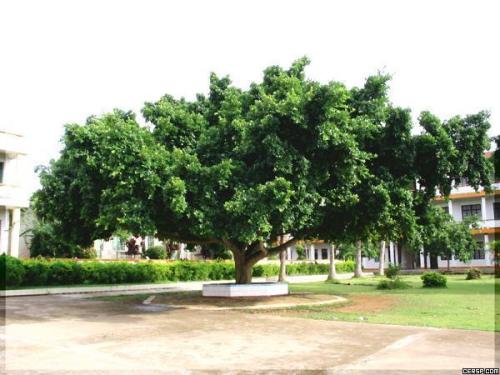 校园树