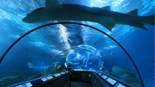 游览上海水族馆
