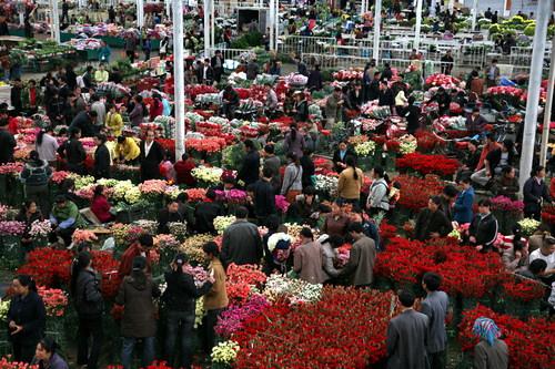 参观花卉市场