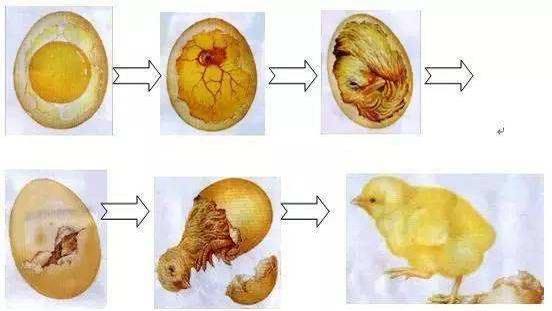 小鸡育雏的过程