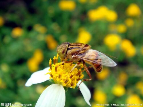 蜜蜂的生命力