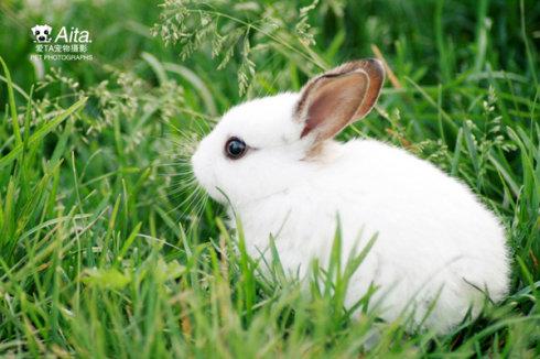 小白兔观察日记
