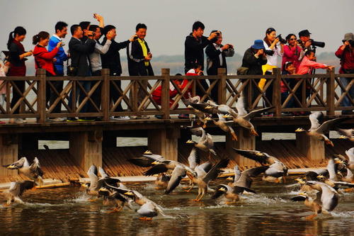 乘船观鸟