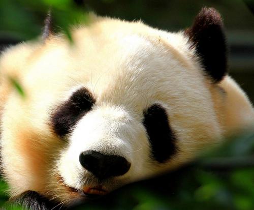 我最喜欢的动物熊猫
