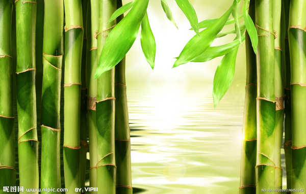 我爱竹子