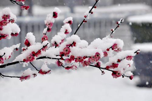 赞美雪