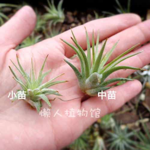 懒植物，你好