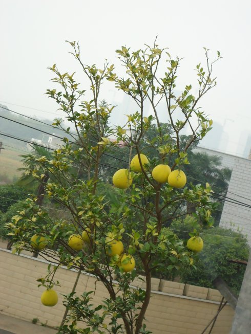 窗外的柚子树