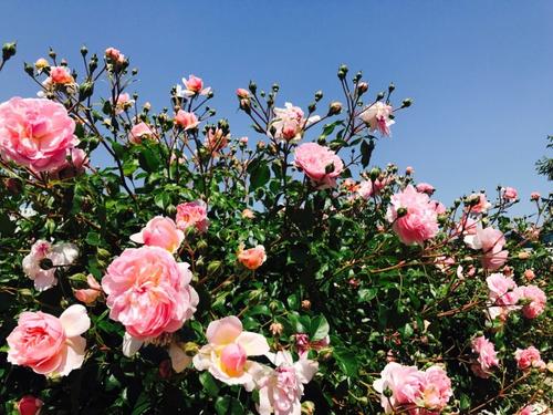 国王玫瑰花园