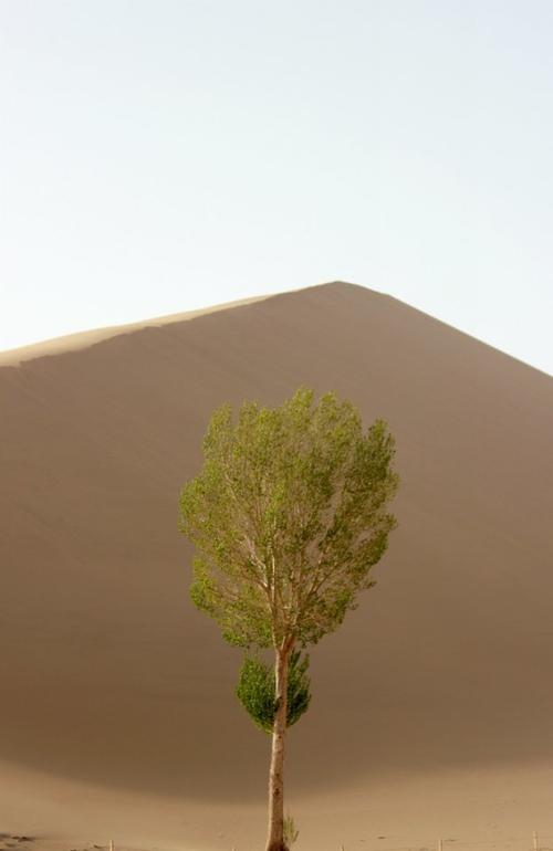 在沙漠中的白杨