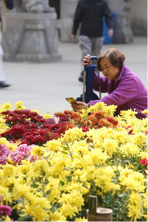 菊花展参观记录