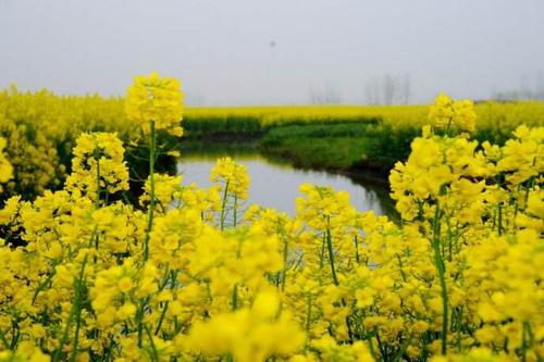 再见油菜花