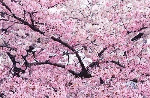 四个季节的樱桃树