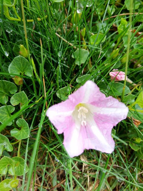 雨中的香气