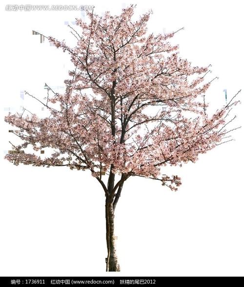 我的樱桃树