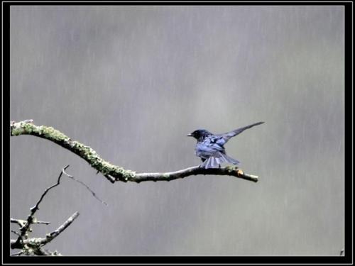 燕子在风雨中