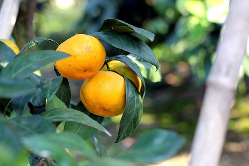 温州橘子