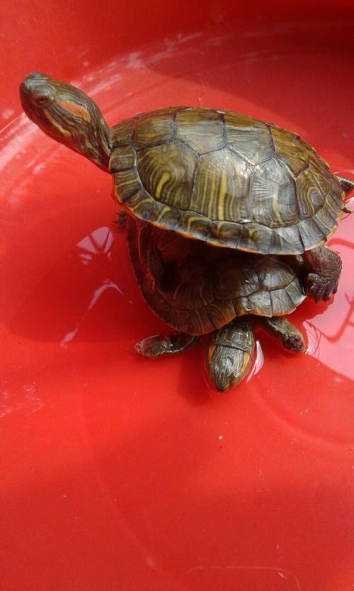 我的王龟