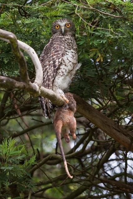 田鼠和猫头鹰