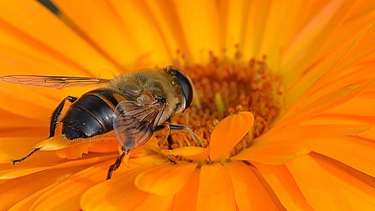 蜜蜂的努力是从别人那里借来的东西
