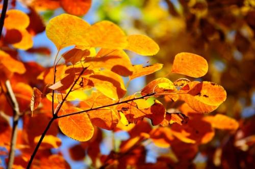多彩的秋天的树叶