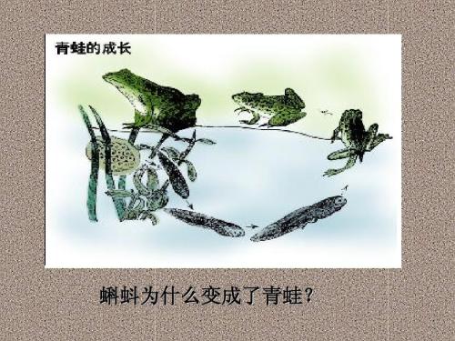 拯救青蛙行动