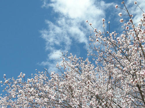 窗外的桃树